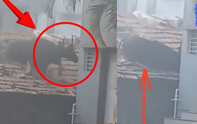 Darshan of Gavya in Ambap area of ​​Hatkanangale; School students rush